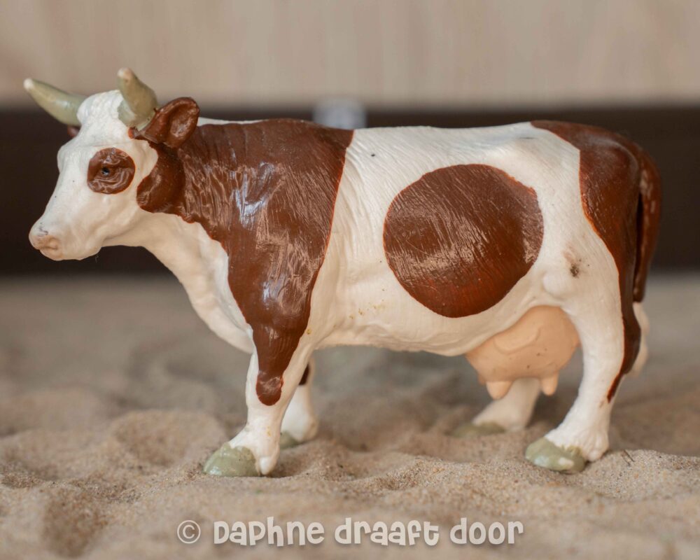 Simmental koe 13213