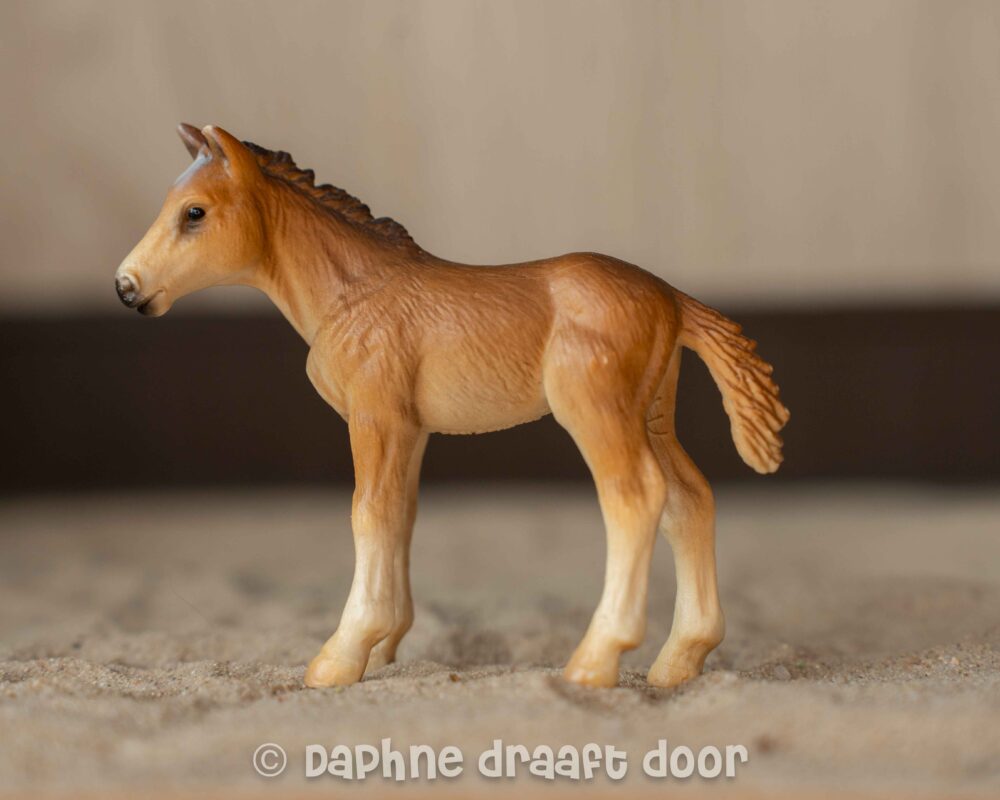 Holstein veulen 13263