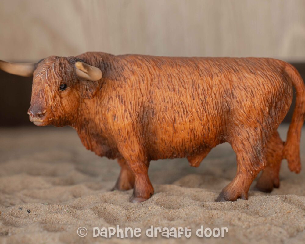 Schotse Hooglander stier 13658