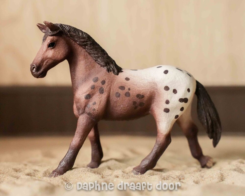 Appaloosa merrie 13861