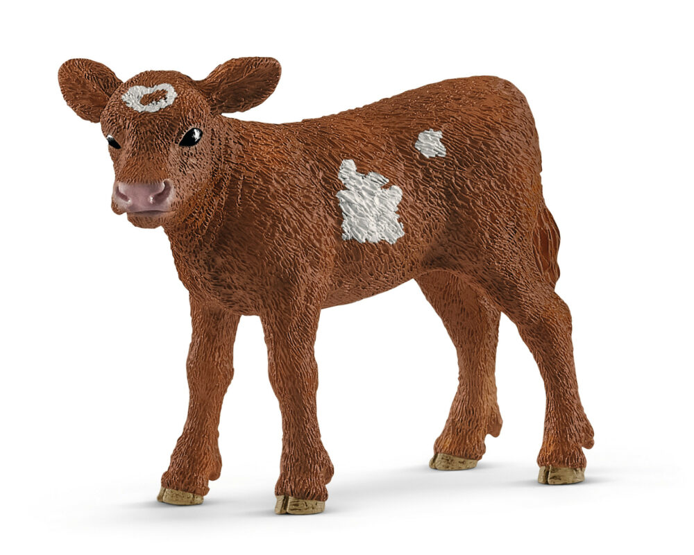 Texas Longhorn kalfje 13881