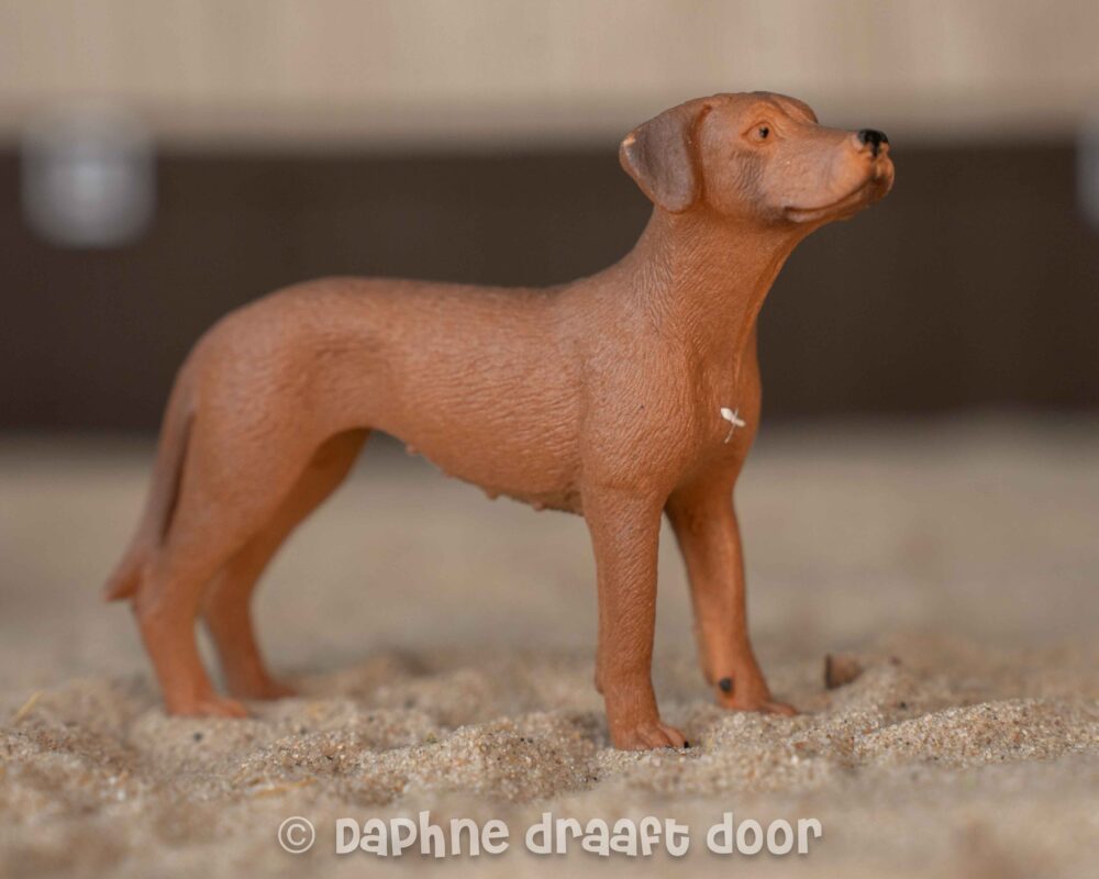 Rhodesian Ridgeback hond 13895