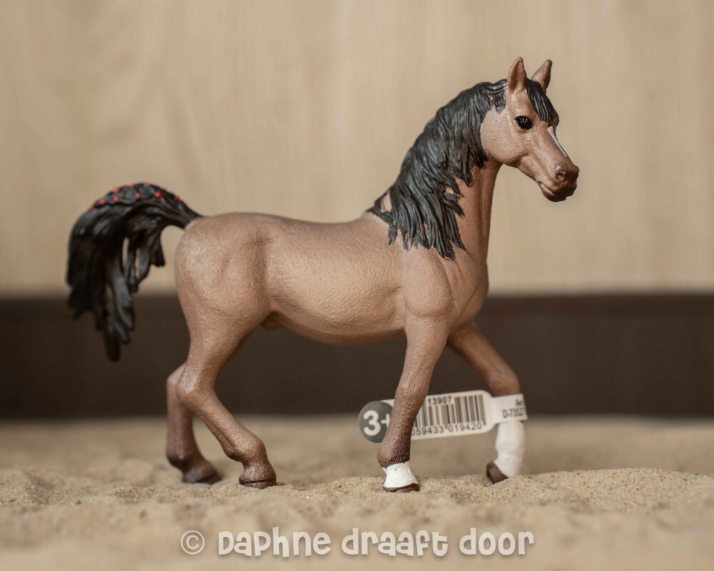 Arabier hengst 13907