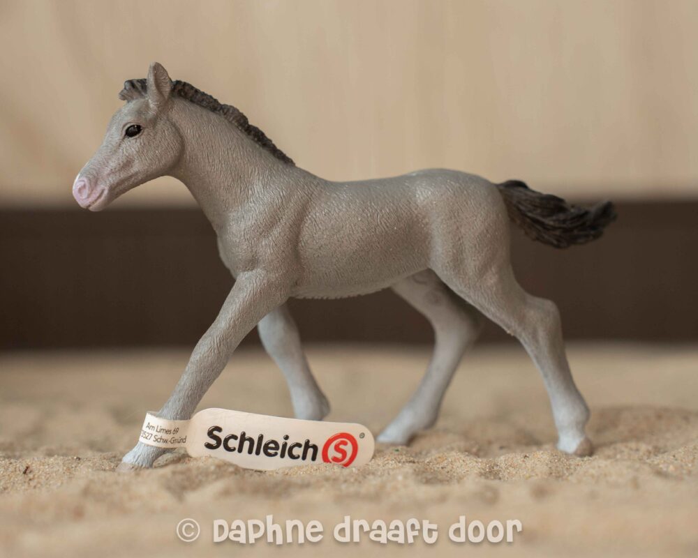Trakehner veulen 13944