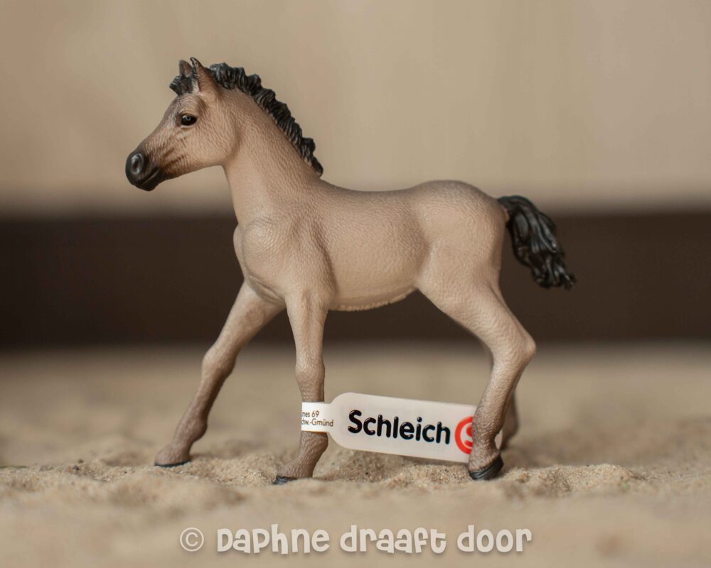 Criollo veulen 13949