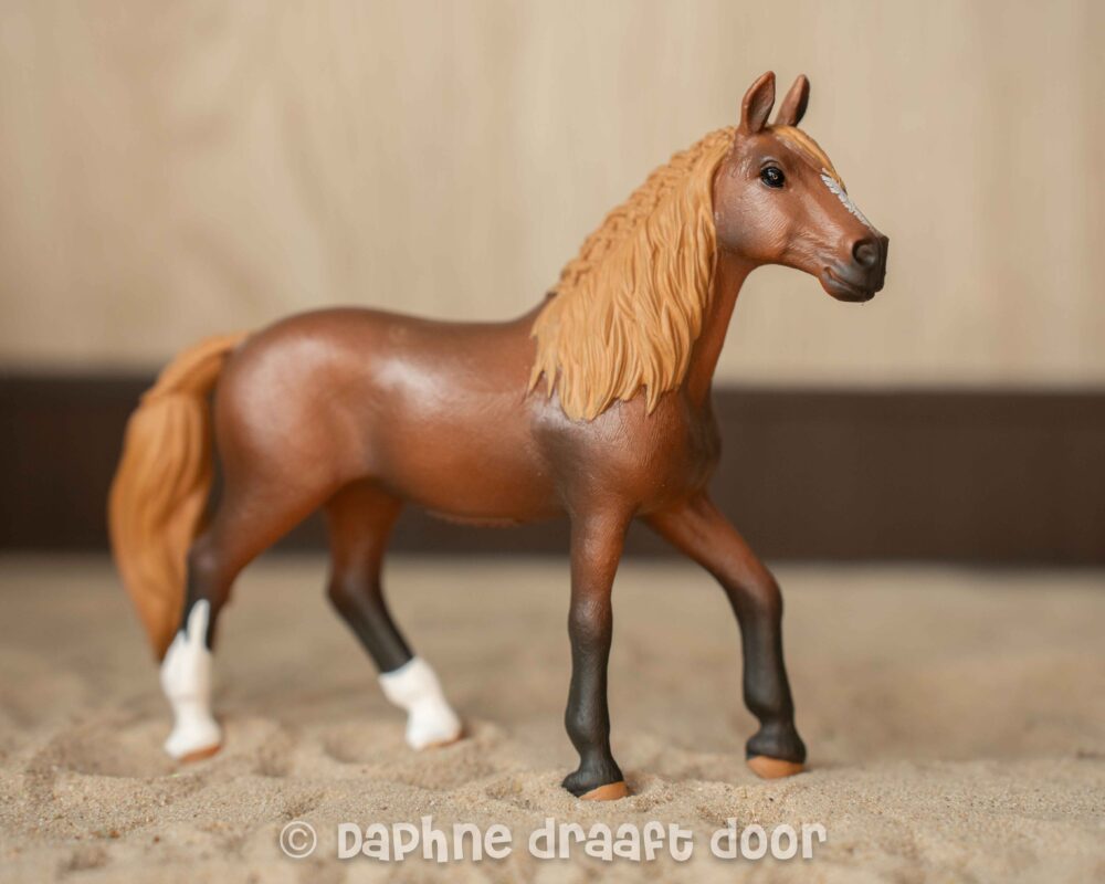 Paso Peruano merrie 13953