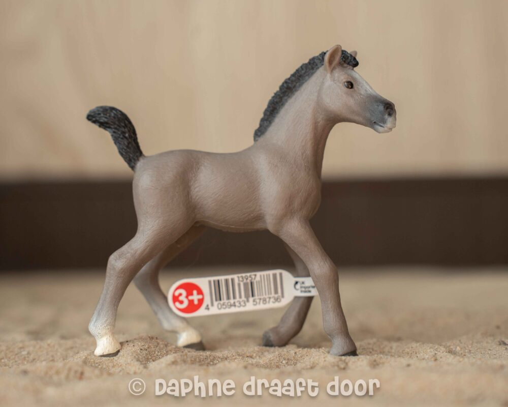 Cheval de Selle Francais veulen 13957