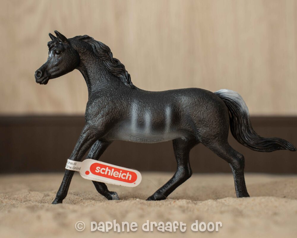 Arabier hengst 13981