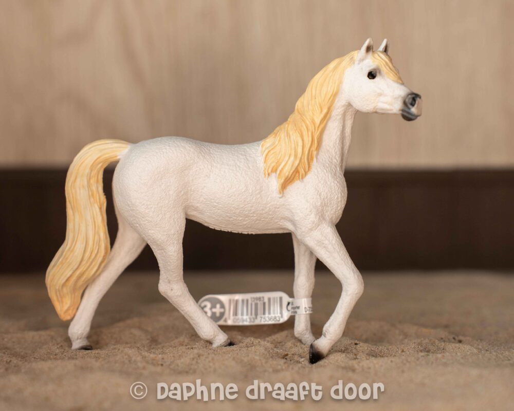 Arabier merrie 13983