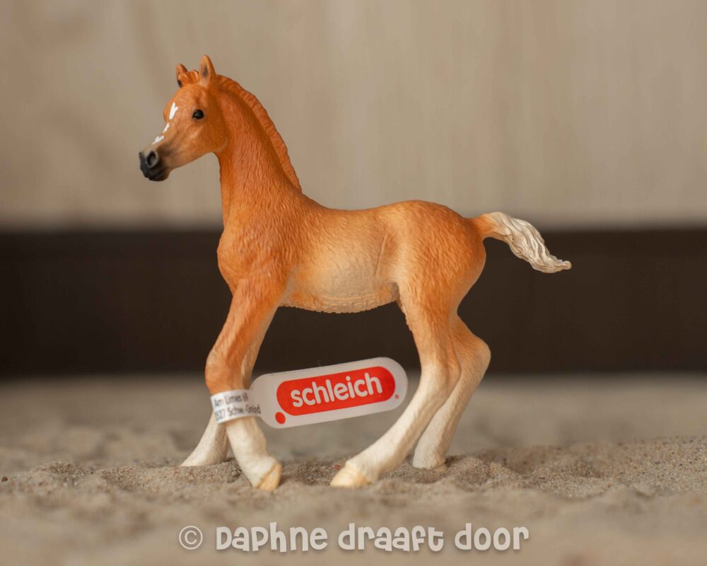 Arabier veulen 13984