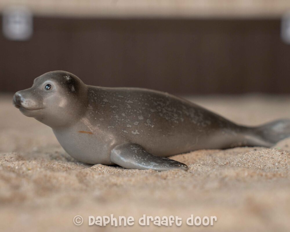 Zeehond 14171