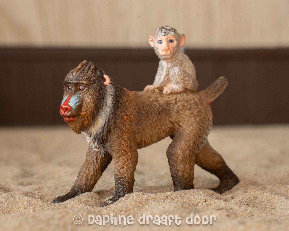 Mandrill aap met jong 14716