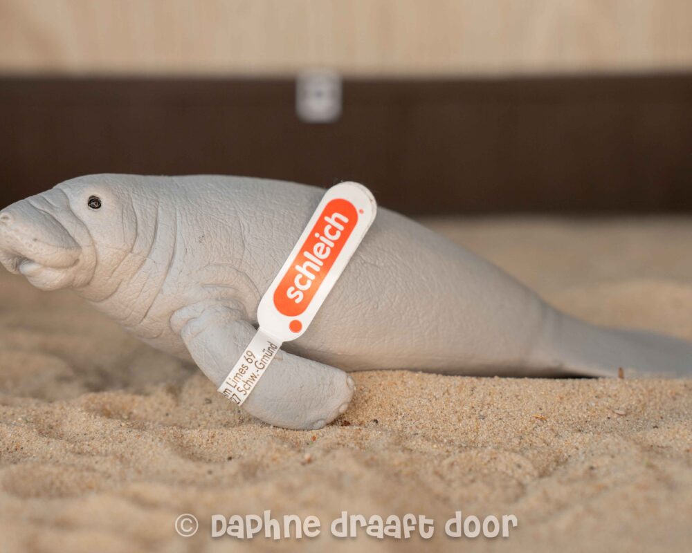 Zeekoe 14839