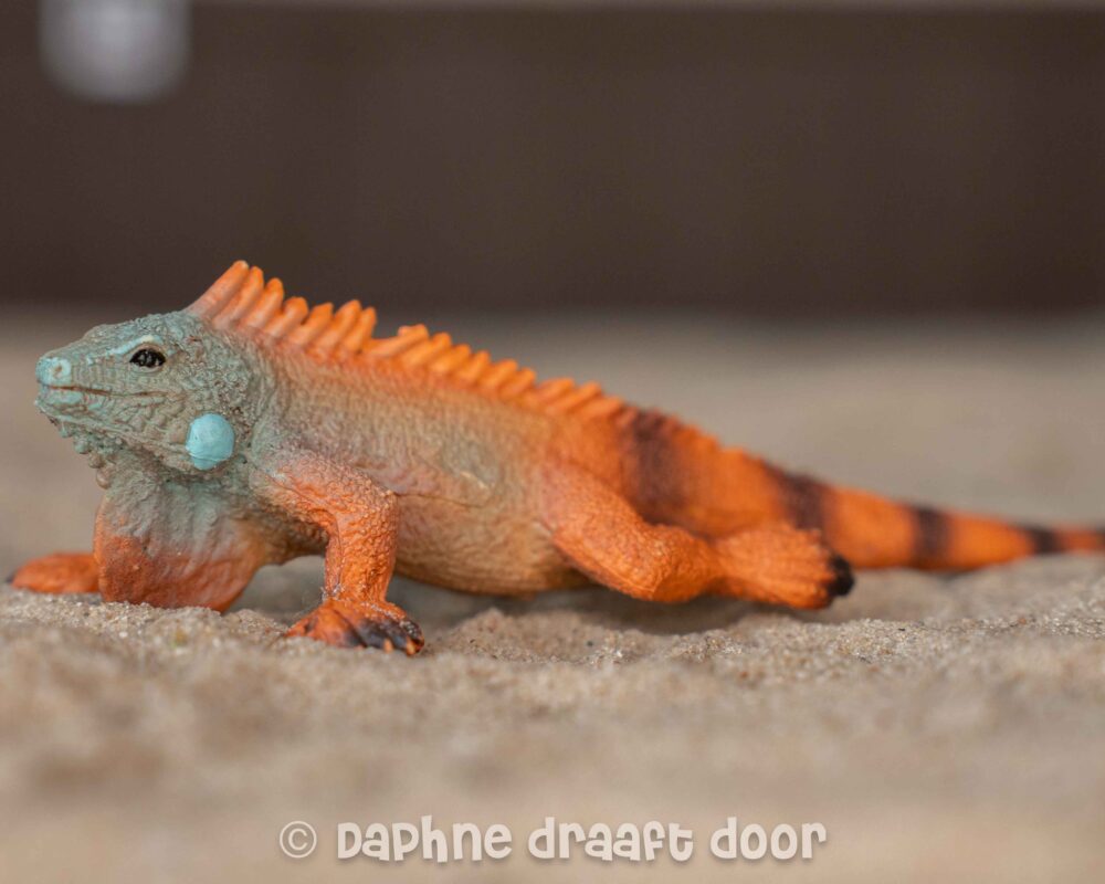 Iguana 14854