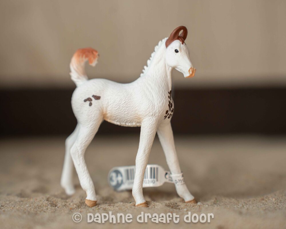 Marwari veulen 14896