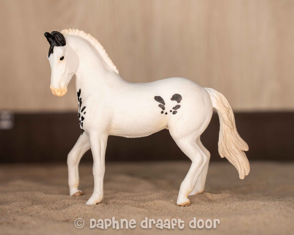 Marwari hengst 14898