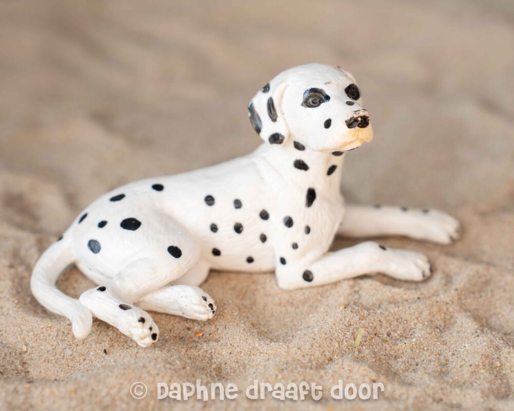 Dalmatiër hond liggend kleurvariant 16319