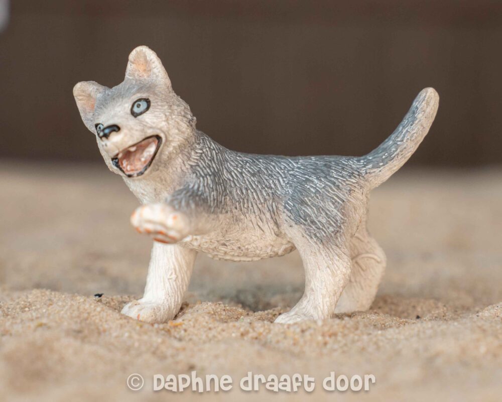 Husky puppy 16373