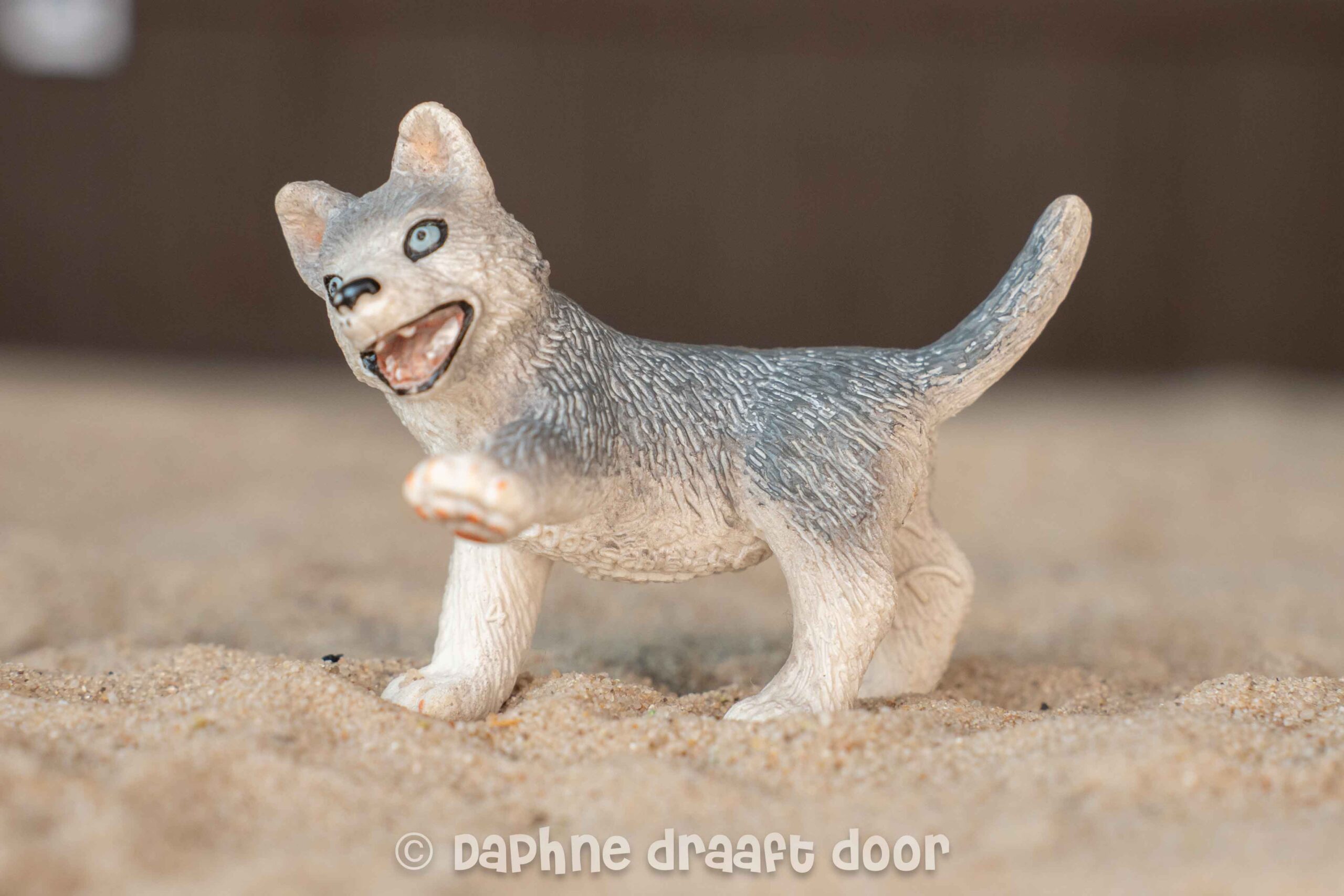 Husky puppy 16373