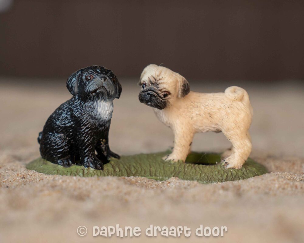 Mopshond puppy's 16383