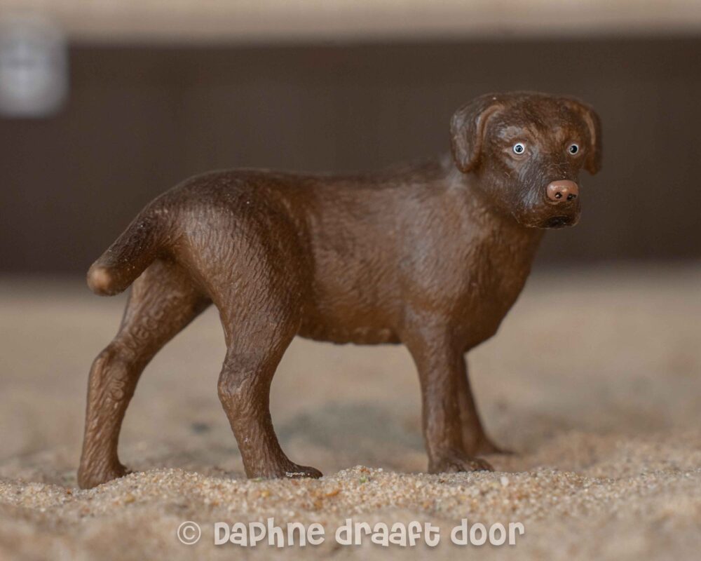 Labrador 16387