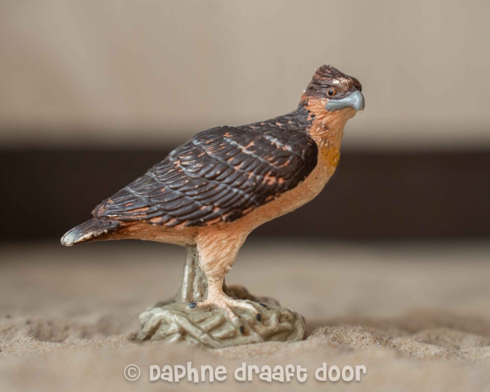 Visarend 16703
