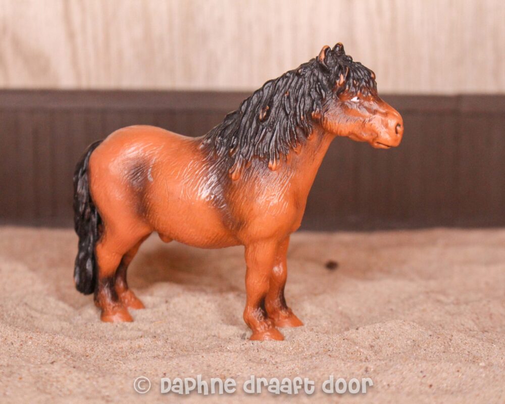 Shetland pony 13215