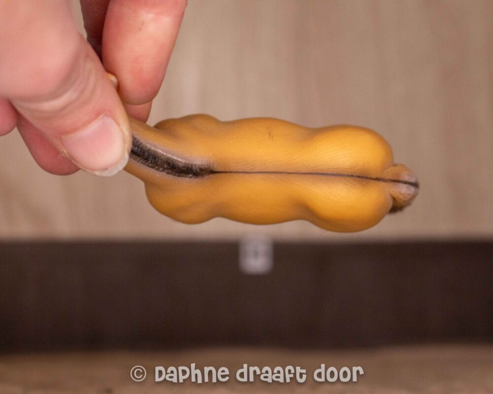 Fjord ruin 13250 - Met aalstreep (zeldzaam)