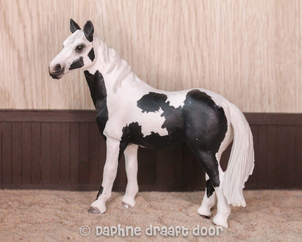 Pinto merrie 13696