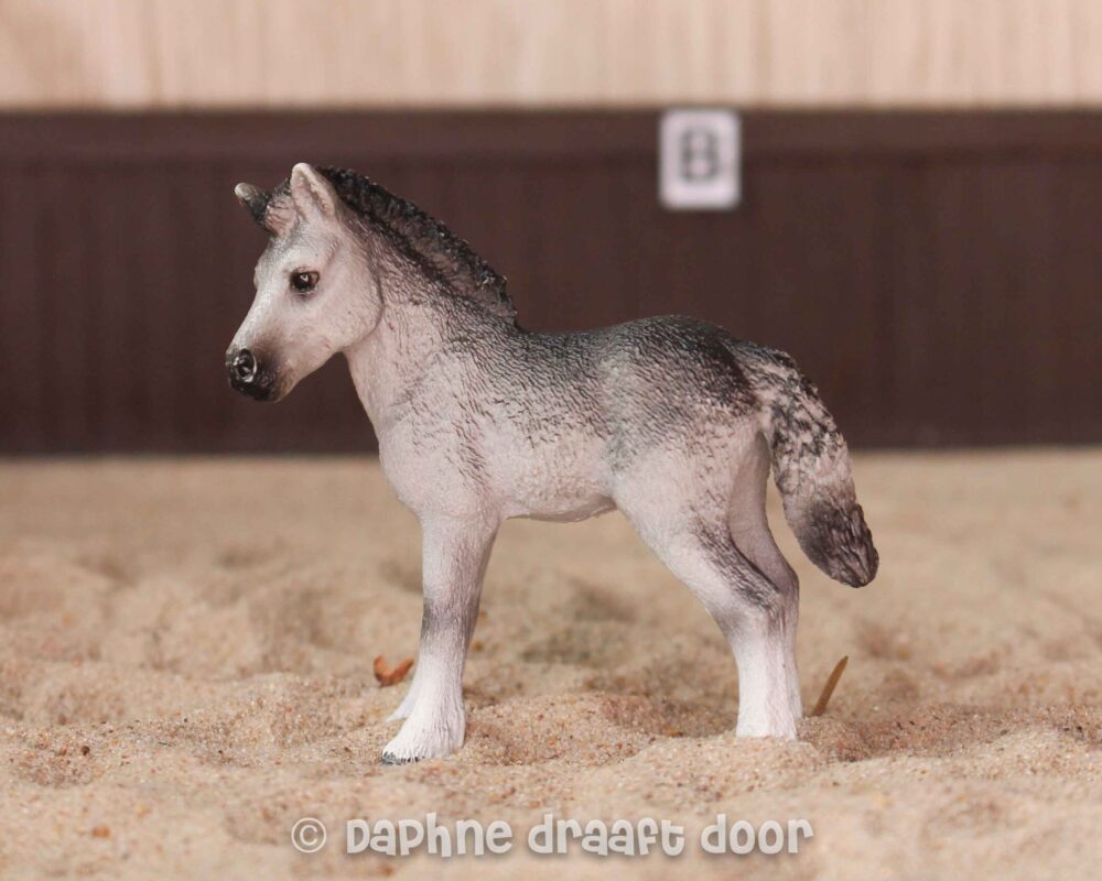 Fell pony veulen 13741