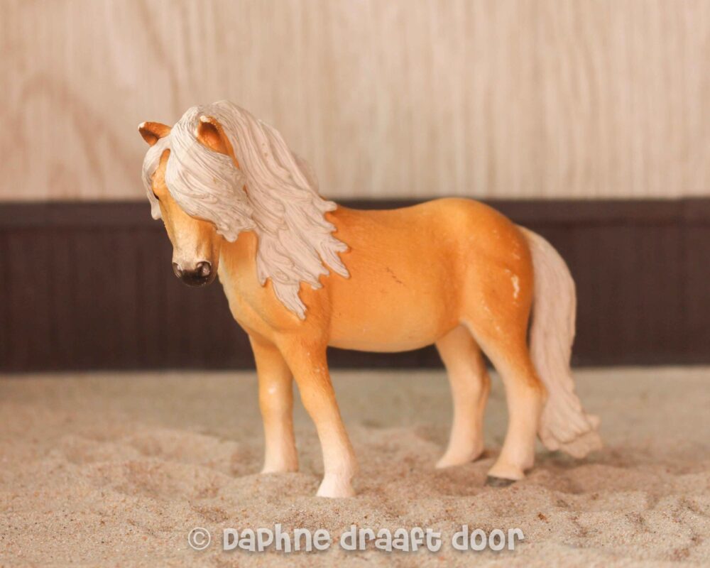 IJslander merrie 13790