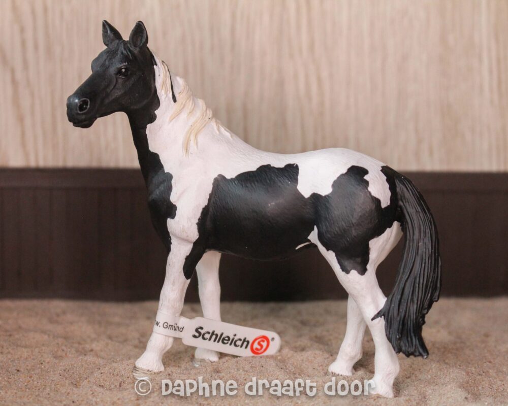 Pinto merrie 13795