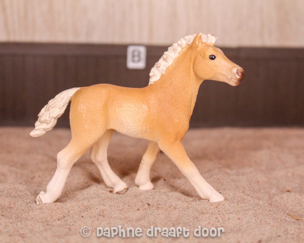 Haflinger veulen 13814