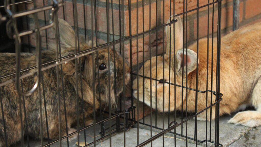 Bunny en Snuf Daphne draaft door