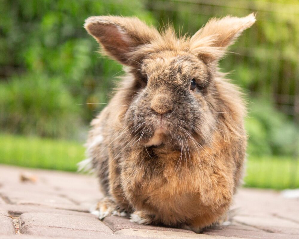 Bunny Daphne draaft door