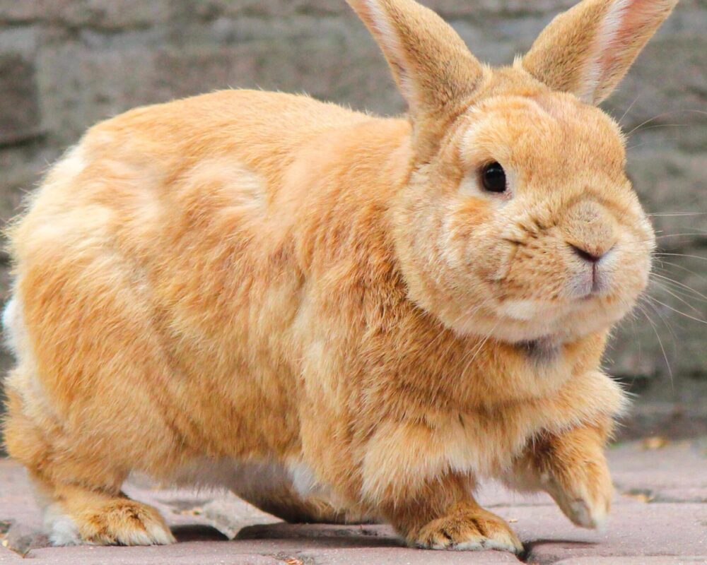 Snuf Daphne draaft door