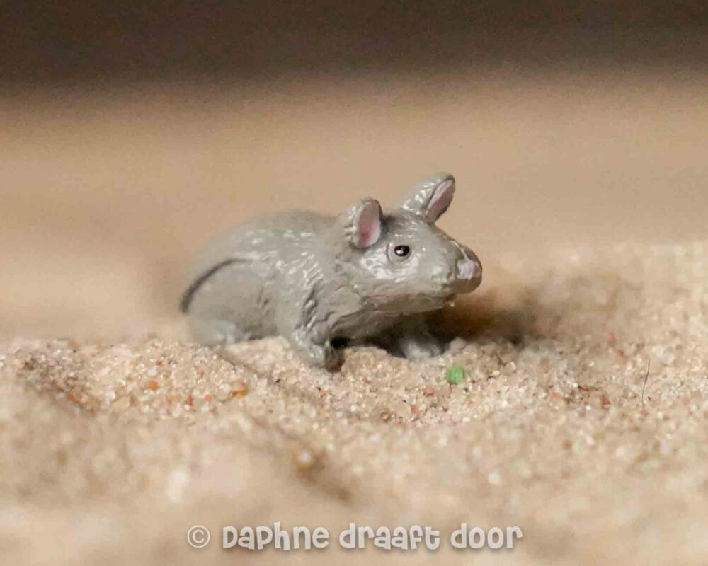 Kleine dieren meerdere soorten - Grijze muis