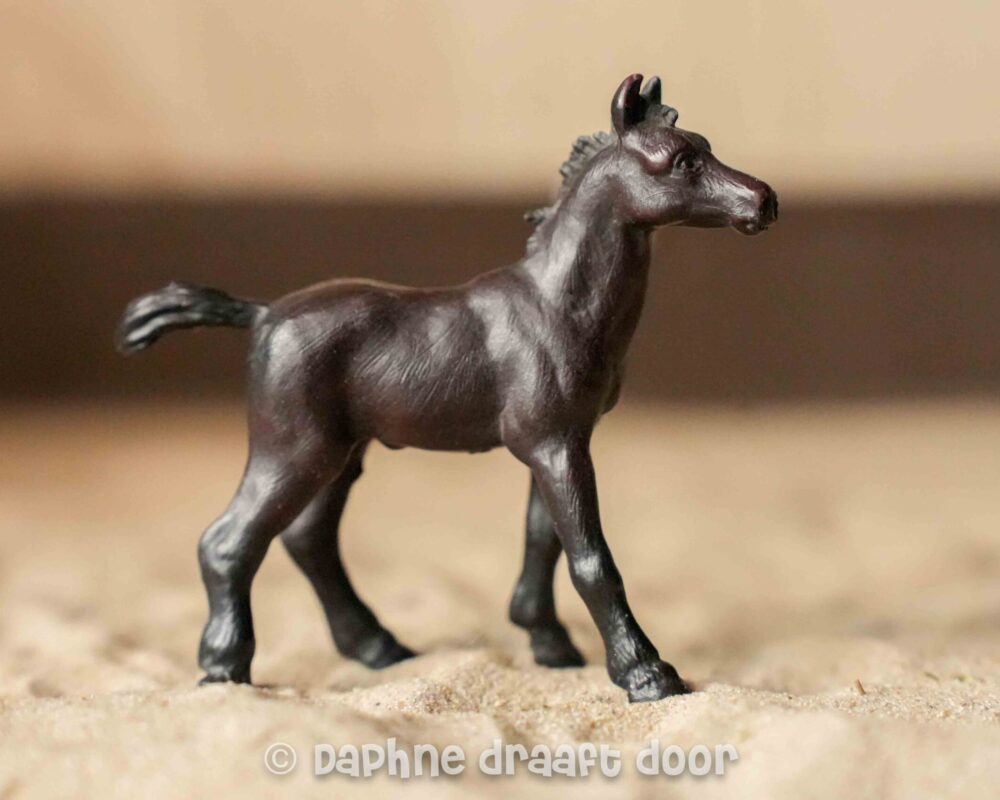 Arabier veulen 13109