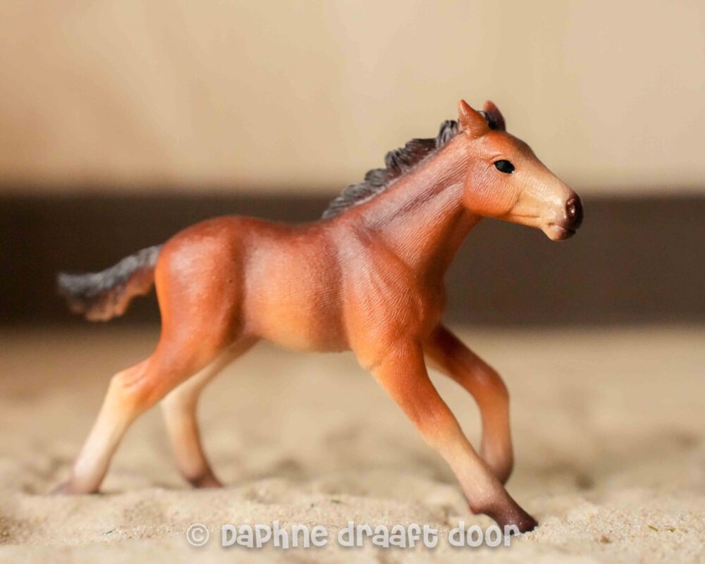 Mustang veulen 13807