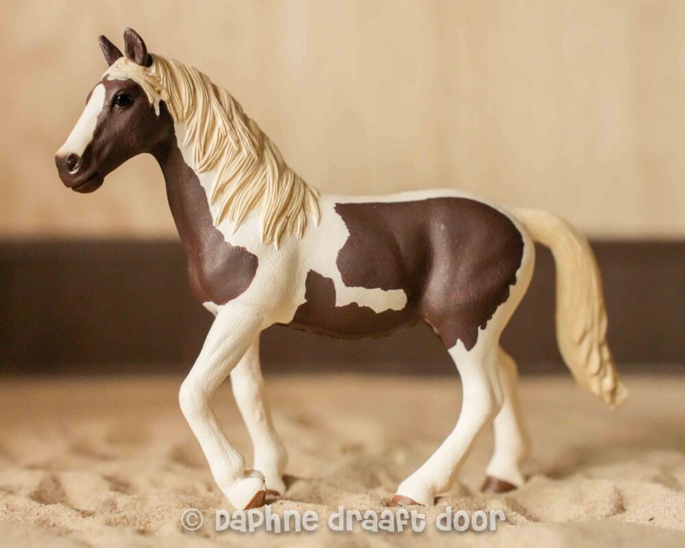 Pinto merrie 13830