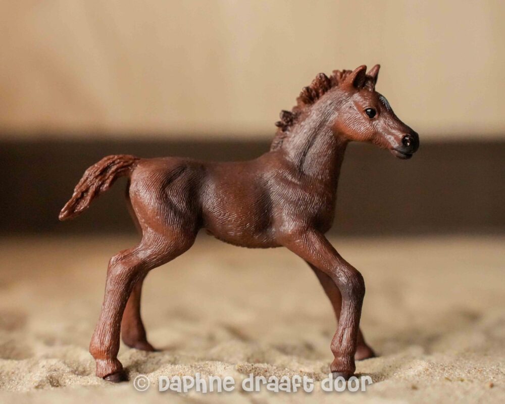 Engels volbloed veulen 13857