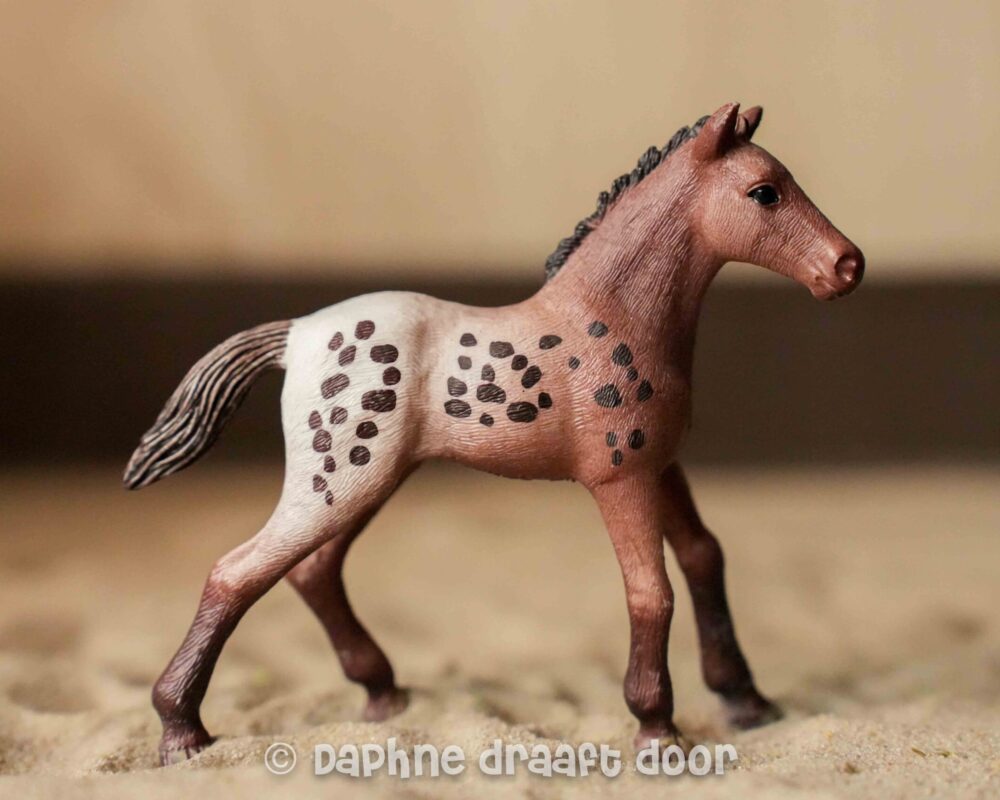 Appaloosa veulen 13862