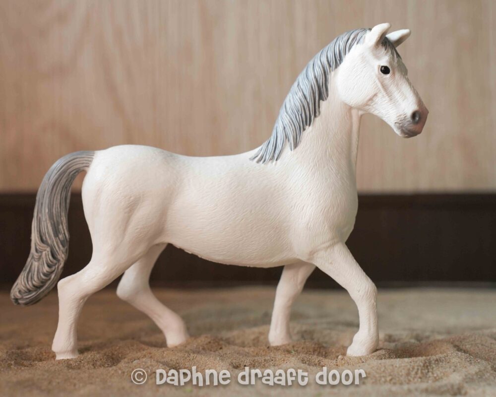Lipizzaner hengst 13887