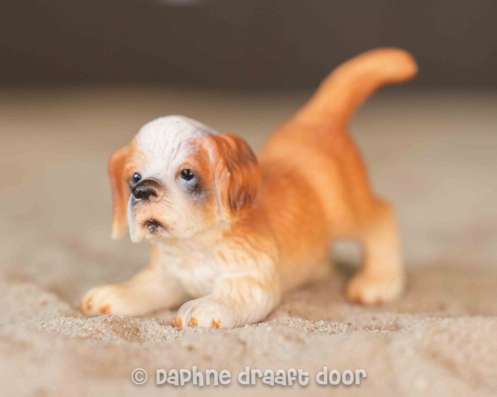 Sint Bernard hond pup