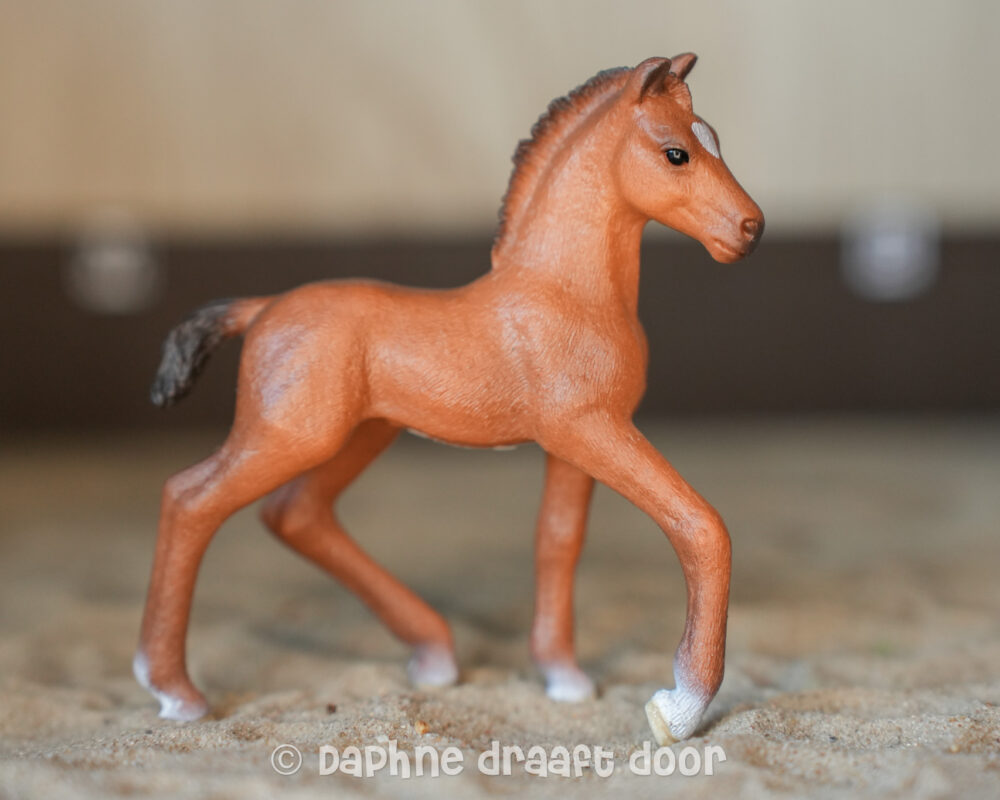 Oldenburger veulen 13947