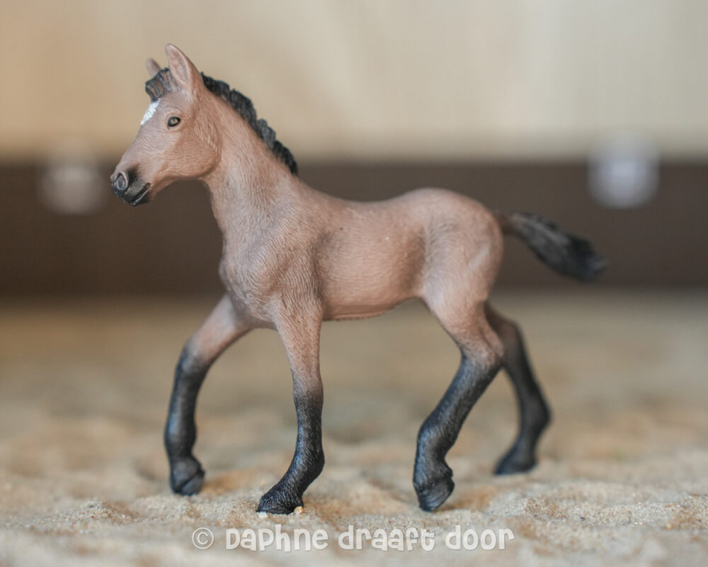 Paso Peruano veulen 13954