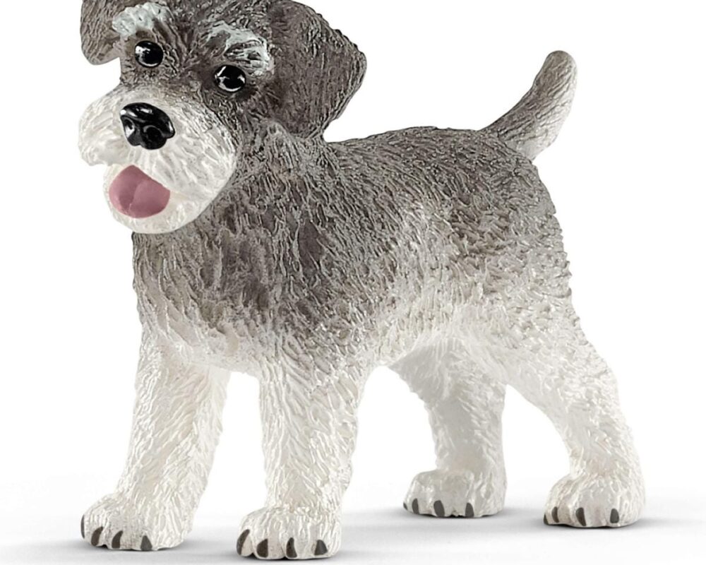 Dwergschnauzer 13892 hond