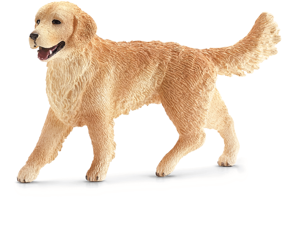 Golden retriever hond 17070