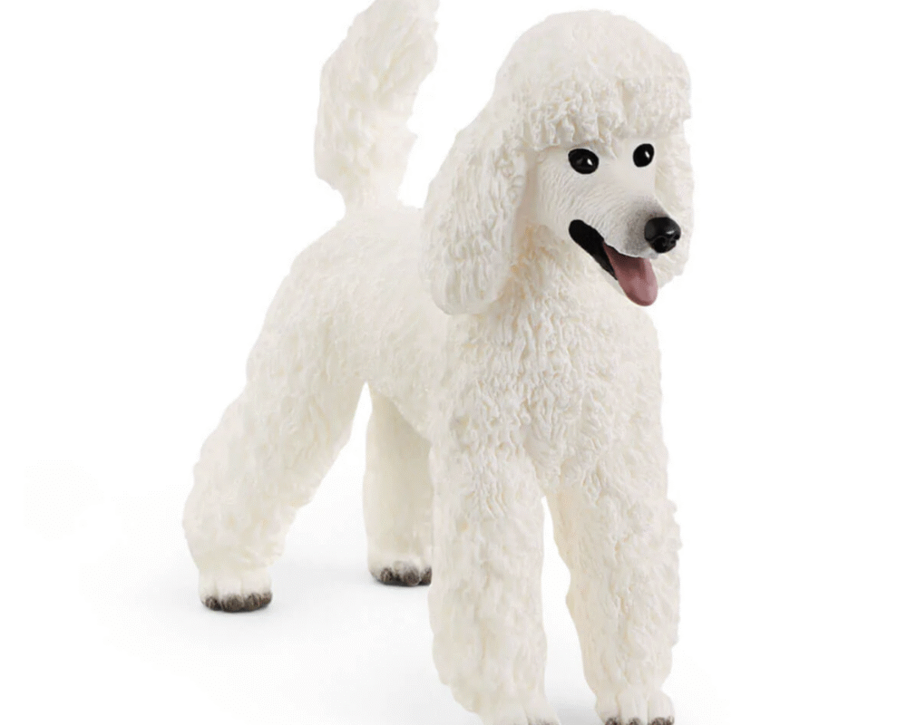 Poedel hond 13917