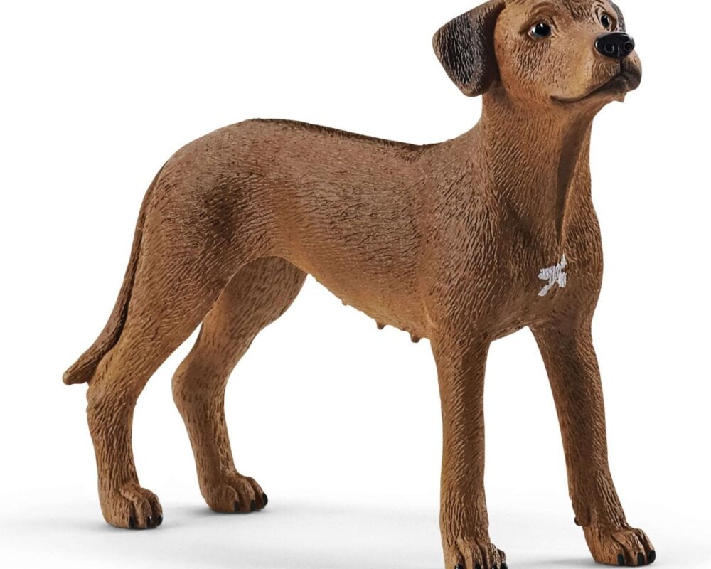 Rhodesische ridgeback hond 13895